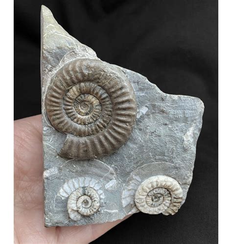 genuine fossils for sale uk.